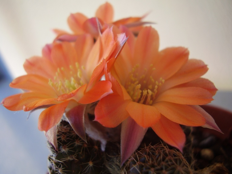 Rebutia pygmaea 