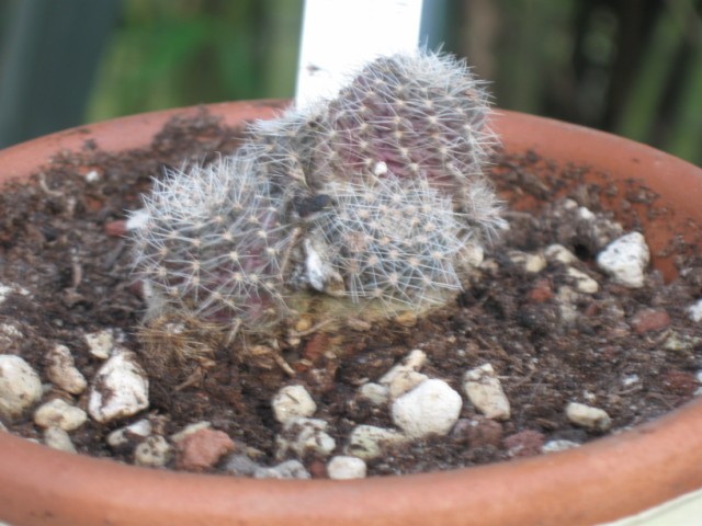 Rebutia steinmannii v. brachyantha 