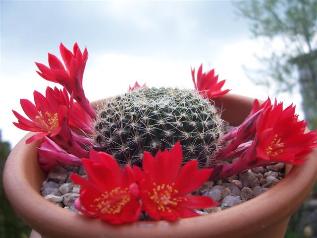 Rebutia violaciflora 