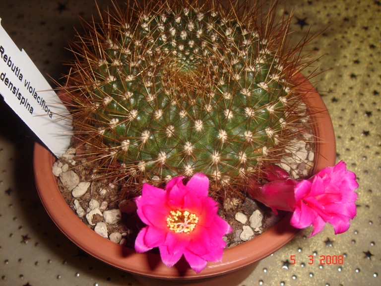 Rebutia violaciflora v. densispina 