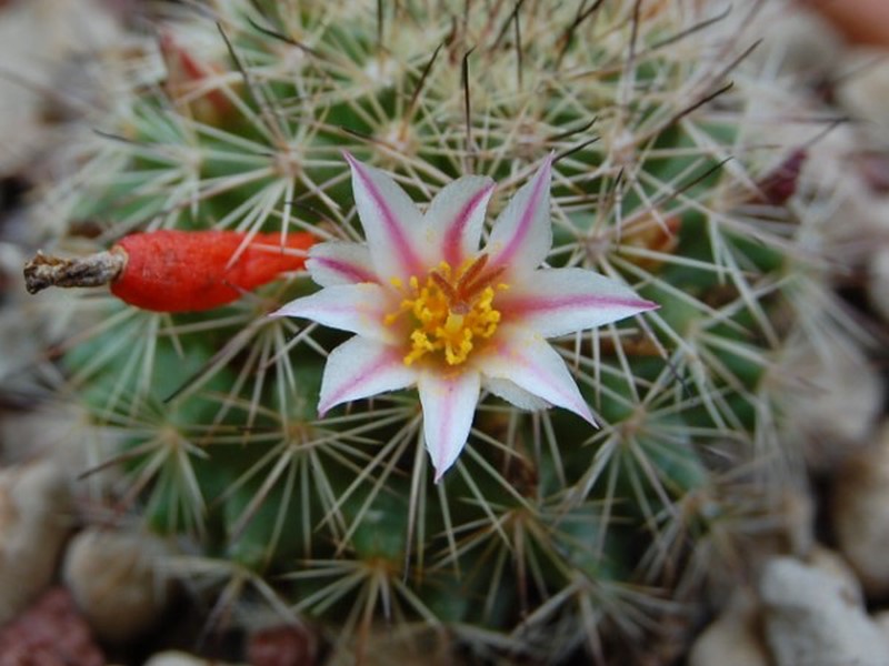 Mammillaria goodridgei v. rectispina 