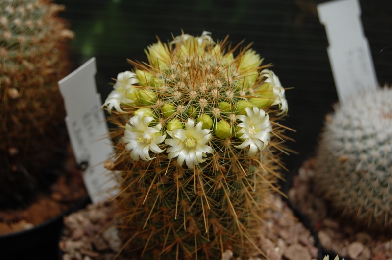 Mammillaria rekoi ssp. aureispina f. lutea LAU 1055