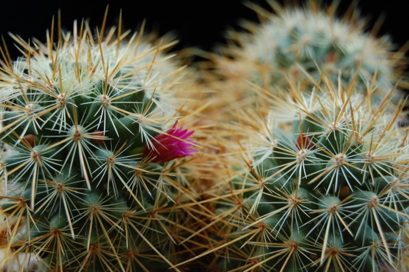 Mammillaria rekoi ssp. aureispina ML 361