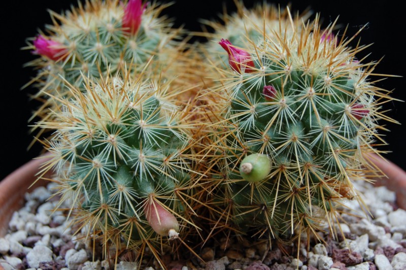 Mammillaria rekoi ssp. aureispina ML 361