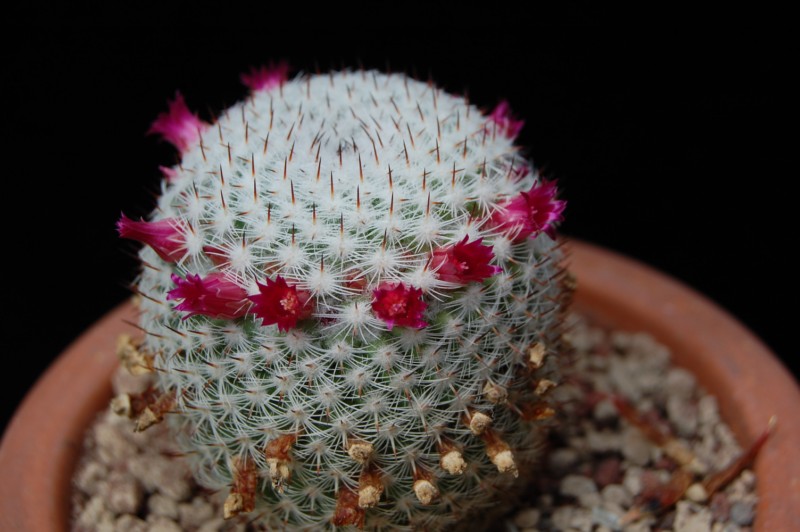 Mammillaria aff. monticola REP 843