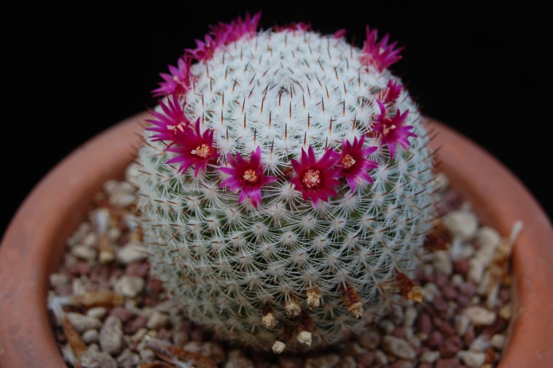 Mammillaria aff. monticola REP 843