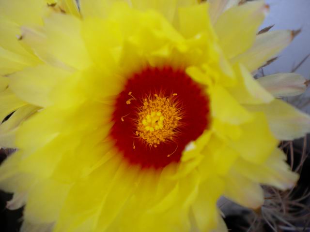 Astrophytum capricorne 