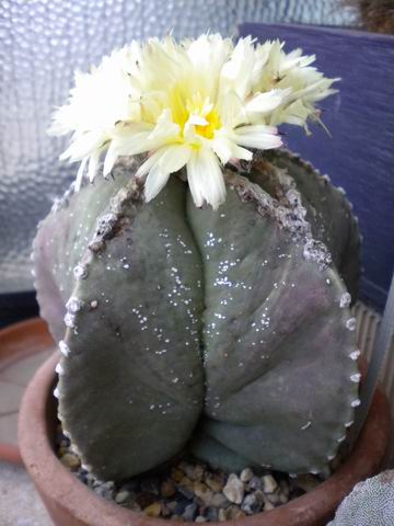 Astrophytum myriostigma v. nudum 