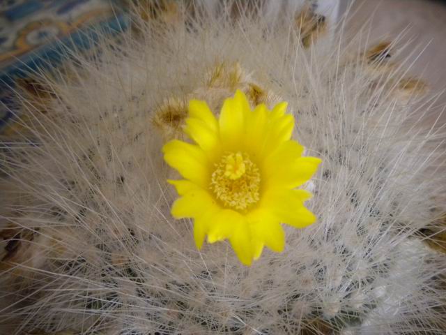 Parodia chrysacanthion 