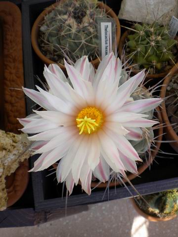 Thelocactus hexaedrophorus 