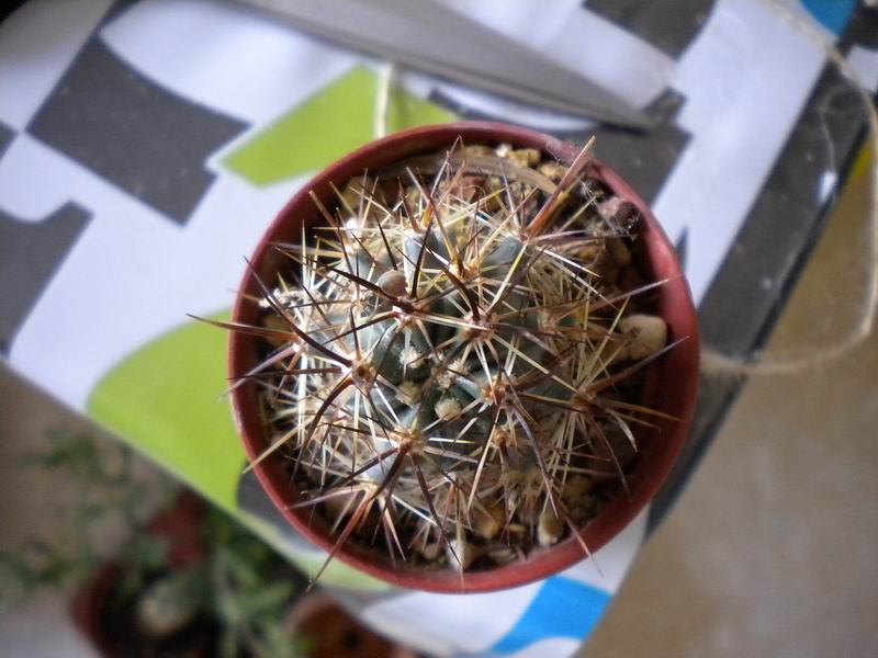 Echinocereus ferreirianus ssp. lindsayi 