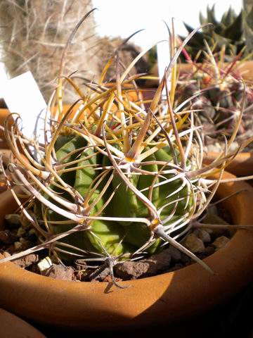 Echinopsis ferox 
