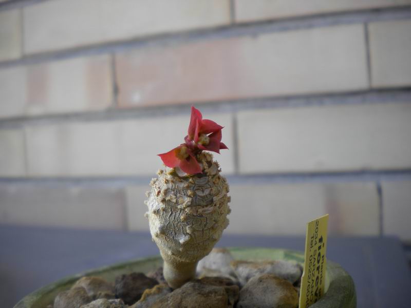 Euphorbia ankarensis 