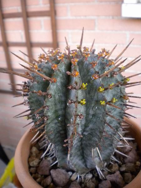 Euphorbia horrida 