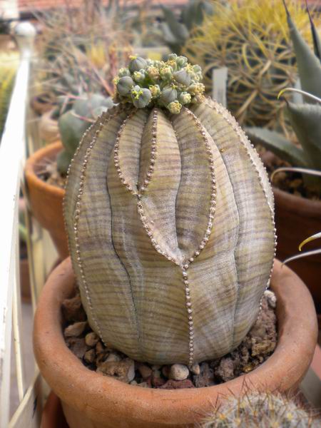 Euphorbia obesa 