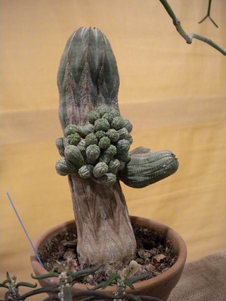 Euphorbia obesa 