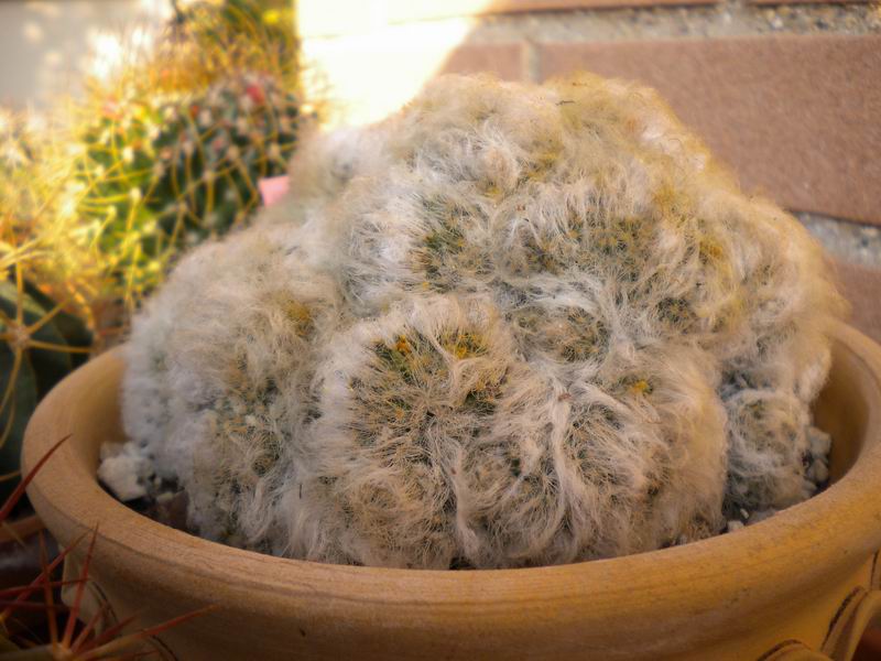 Mammillaria bocasana f. cristata 