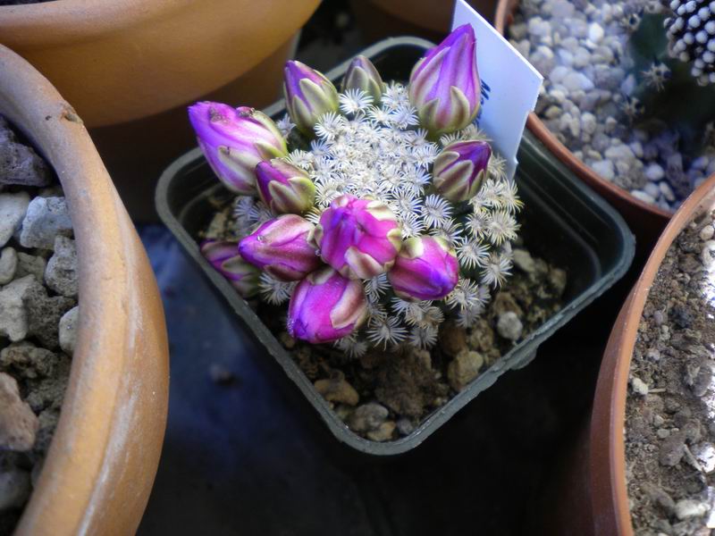 Mammillaria hernandezii 