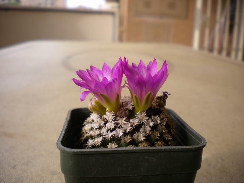 Mammillaria hernandezii 