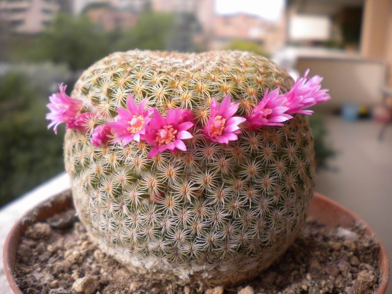 Mammillaria huitzilopochtli 