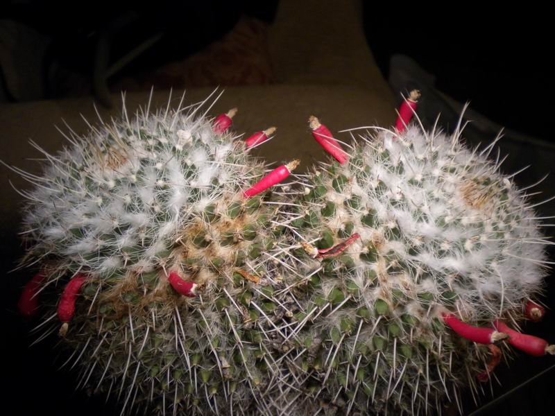 Mammillaria karwinskiana ssp. nejapensis 