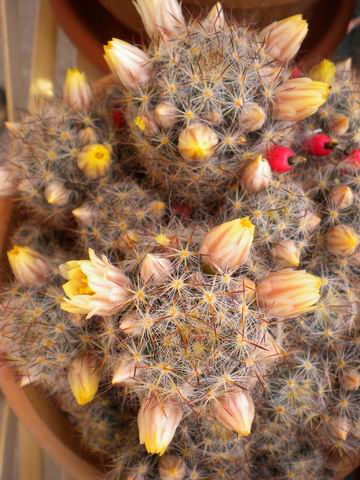 Mammillaria prolifera 