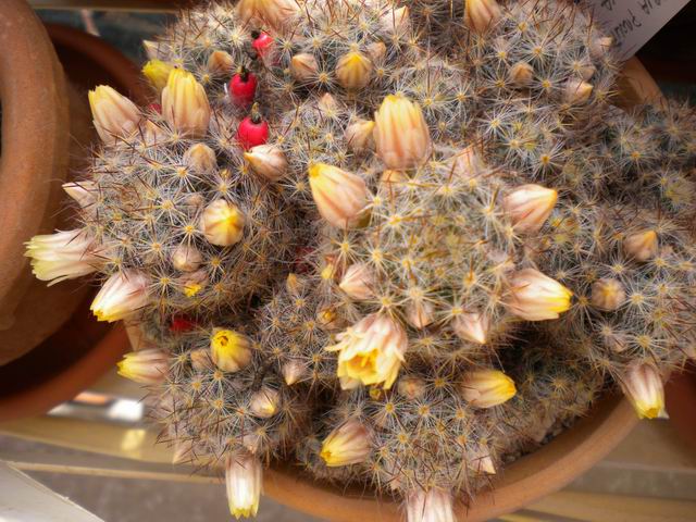 Mammillaria prolifera 