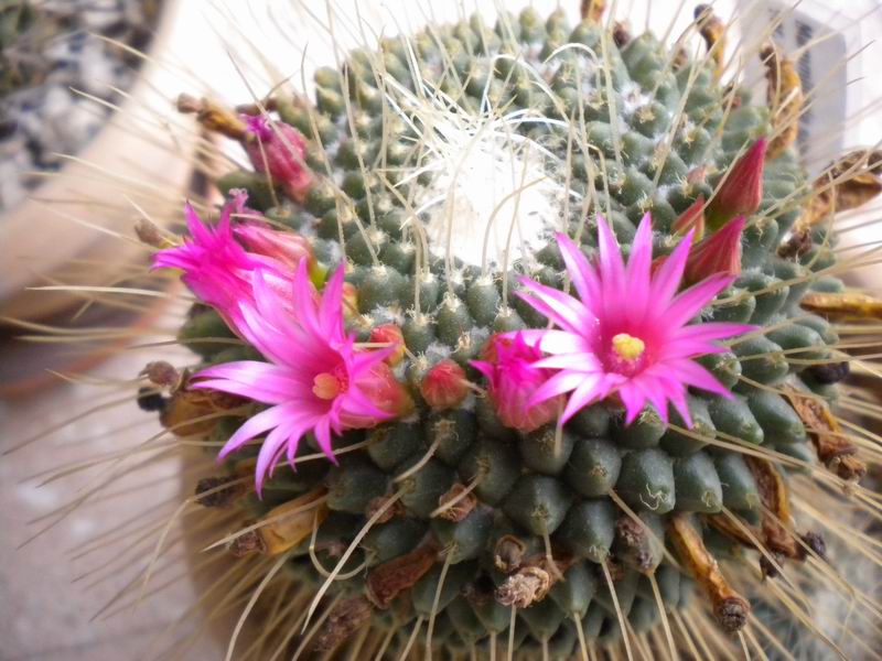 Mammillaria spinosissima cv. un pico 