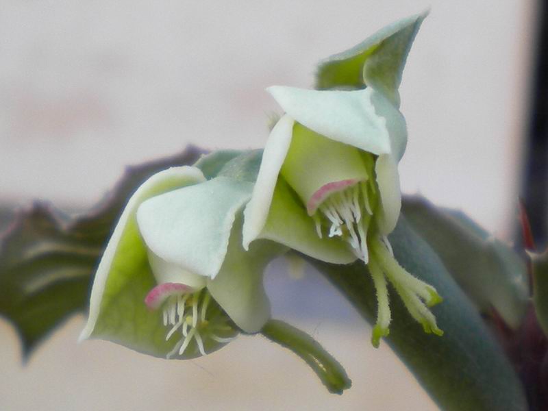 Monadenium elegans 