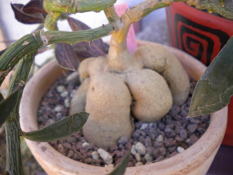 Monadenium rubellum 