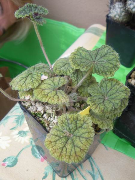 Pelargonium barklyi 