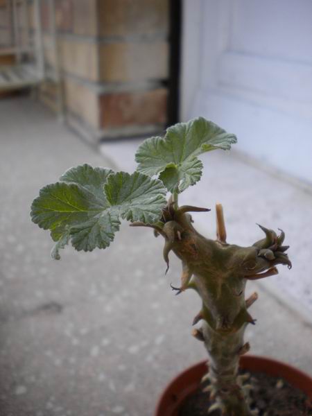 pelargonium echinatum