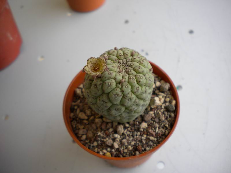 Trichocaulon cactiforme 