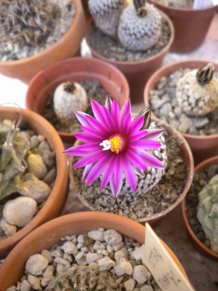 Turbinicarpus pseudopectinatus ssp. jarmilae 