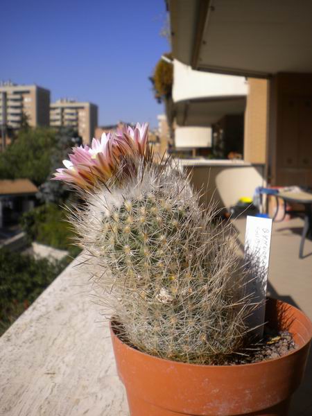 Turbinicarpus mandragora ssp. zaragozae 