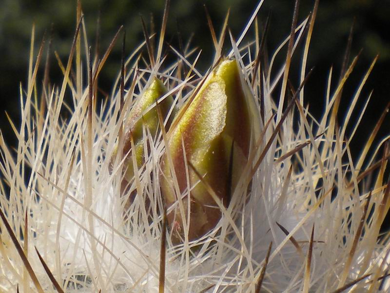 Turbinicarpus mandragora ssp. zaragozae 