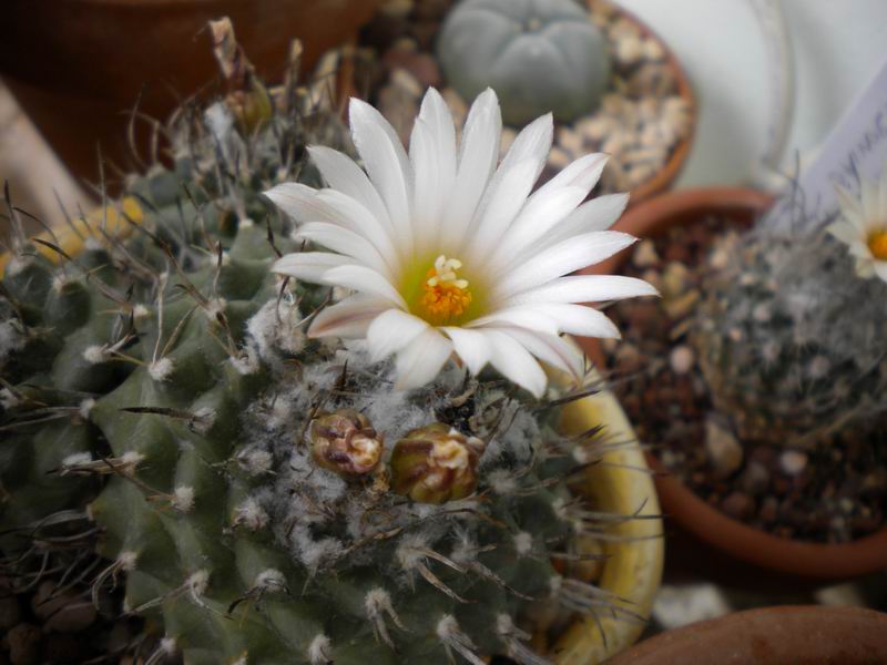 Turbinicarpus roseiflorus v. albiflorus 