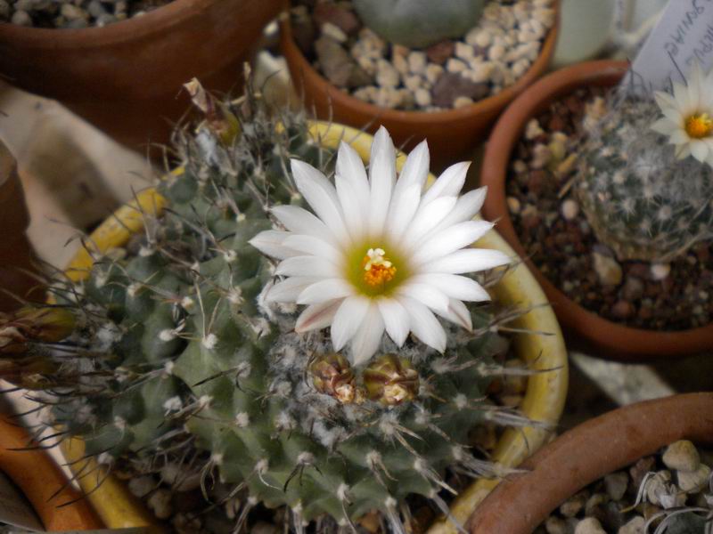 Turbinicarpus roseiflorus v. albiflorus 