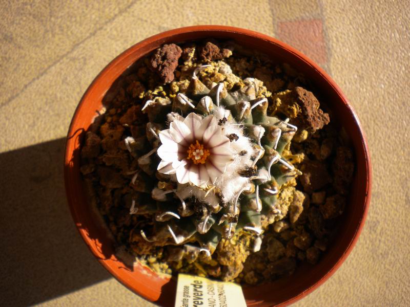 Turbinicarpus schmiedickeanus ssp. andersonii 