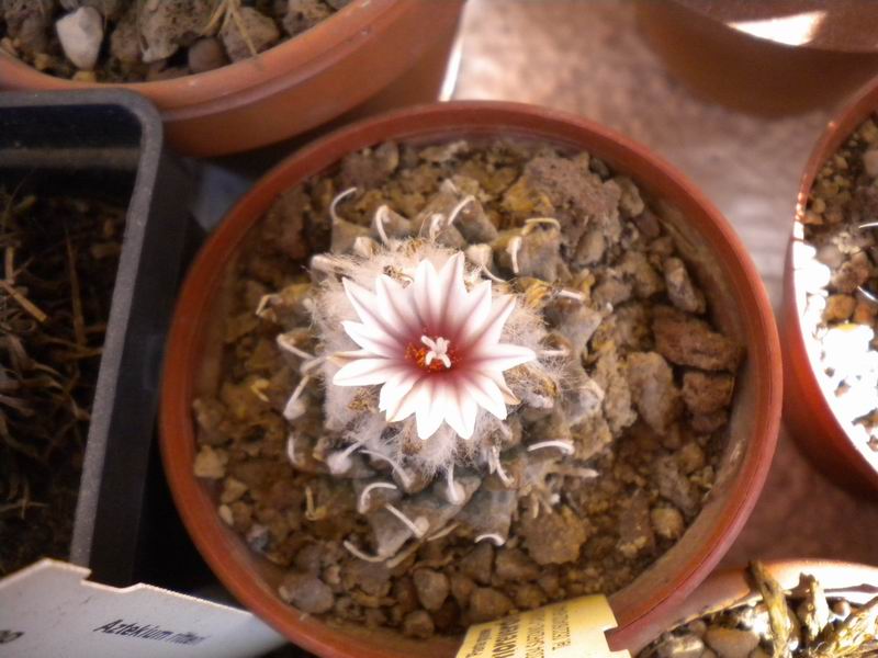 Turbinicarpus schmiedickeanus ssp. andersonii 