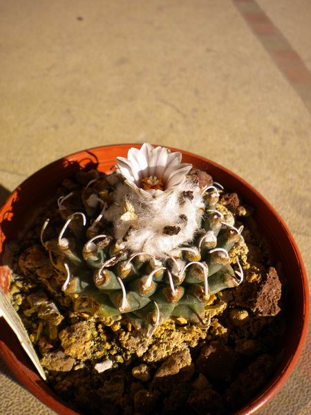 Turbinicarpus schmiedickeanus ssp. andersonii 