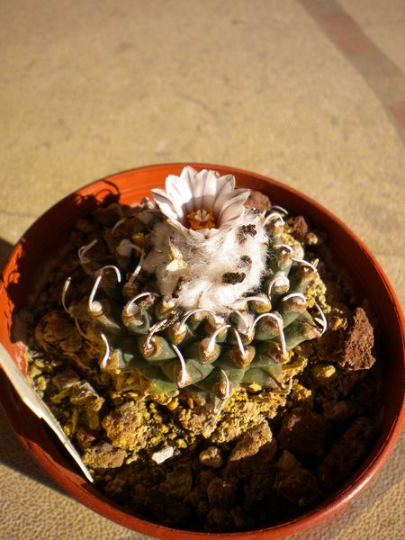 Turbinicarpus schmiedickeanus ssp. andersonii 