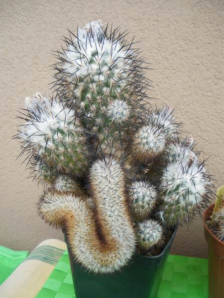 Turbinicarpus viereckii v. major L730