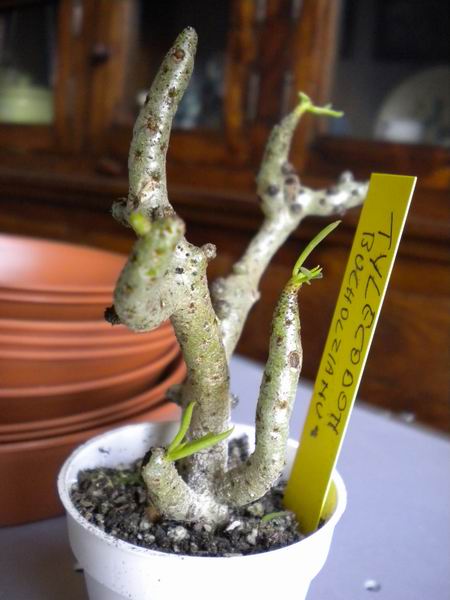 Tylecodon buchholzianus 