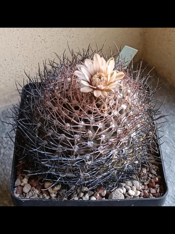 gymnocalycium rhodantherum