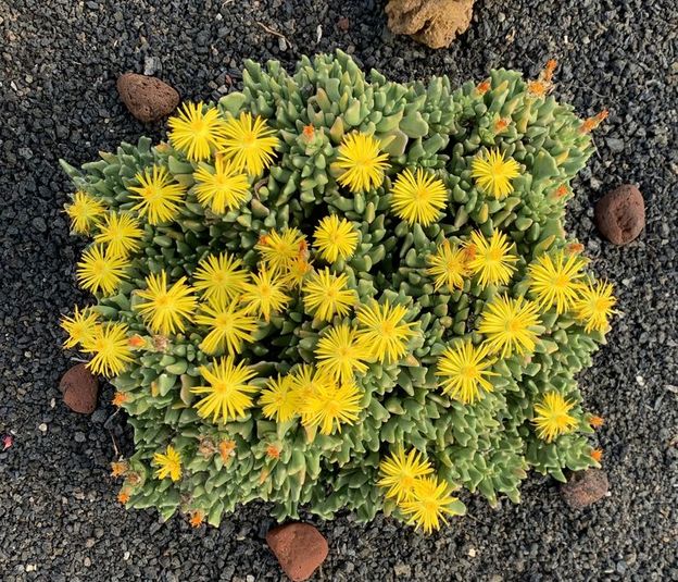 Rhombophyllum dolabriforme 