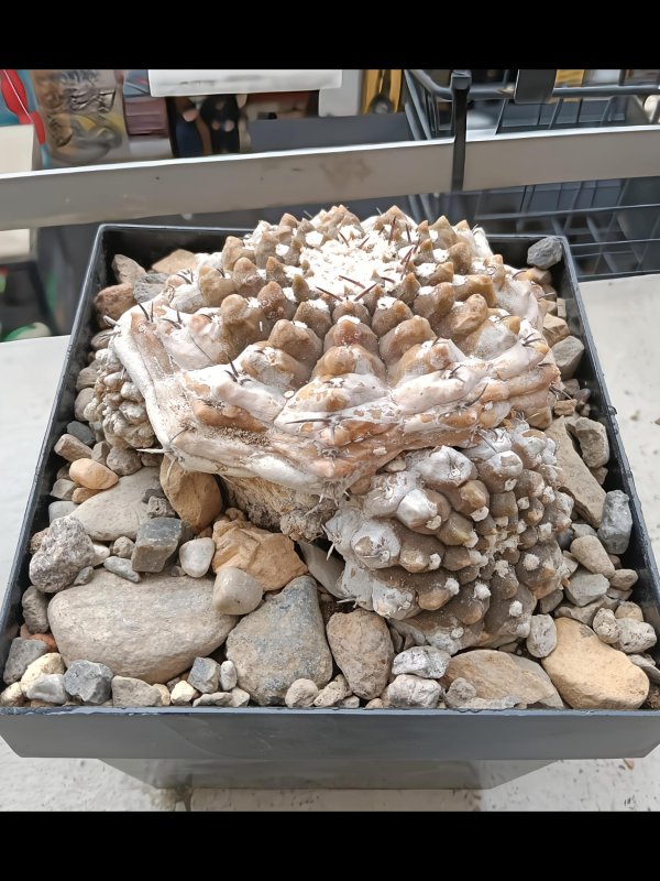 gymnocalycium bodenbenderianum v. guasajanense