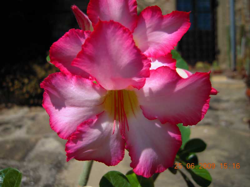 Adenium obesum 