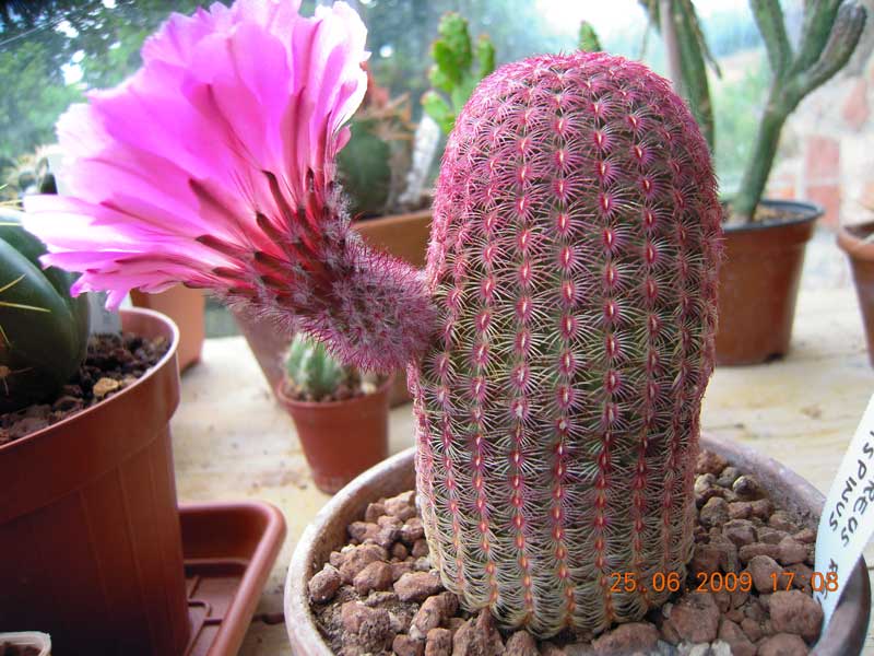 Echinocereus rigidissimus ssp. rubispinus 