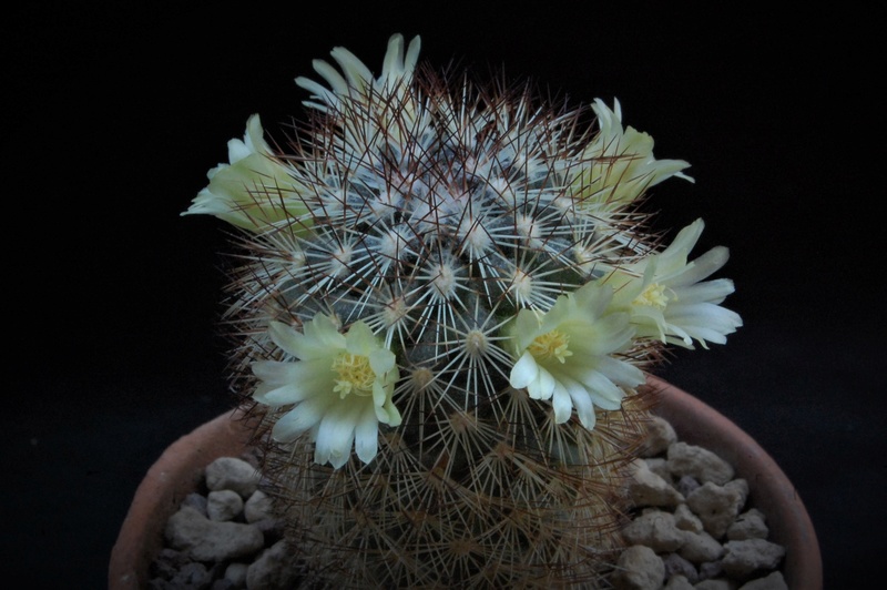 Mammillaria buxbaumeriana ROG 388